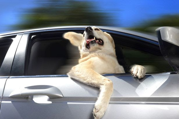 Dogs In Cars Calendar