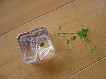 ワイヤープランツ水挿し Herb And Music