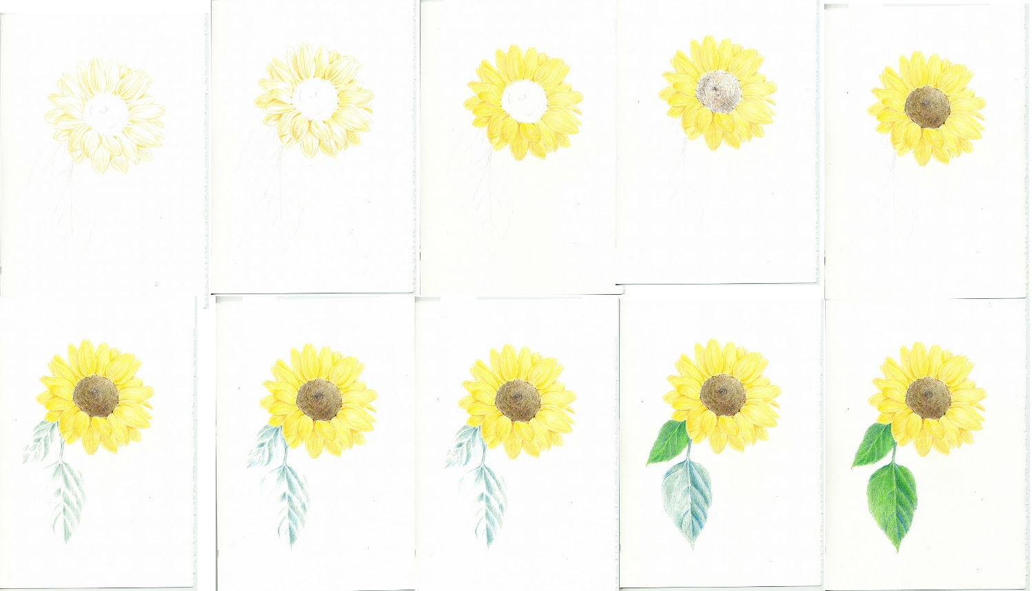 Beltaのcolored Pencil Gallery 色鉛筆ギャラリー Sunflower