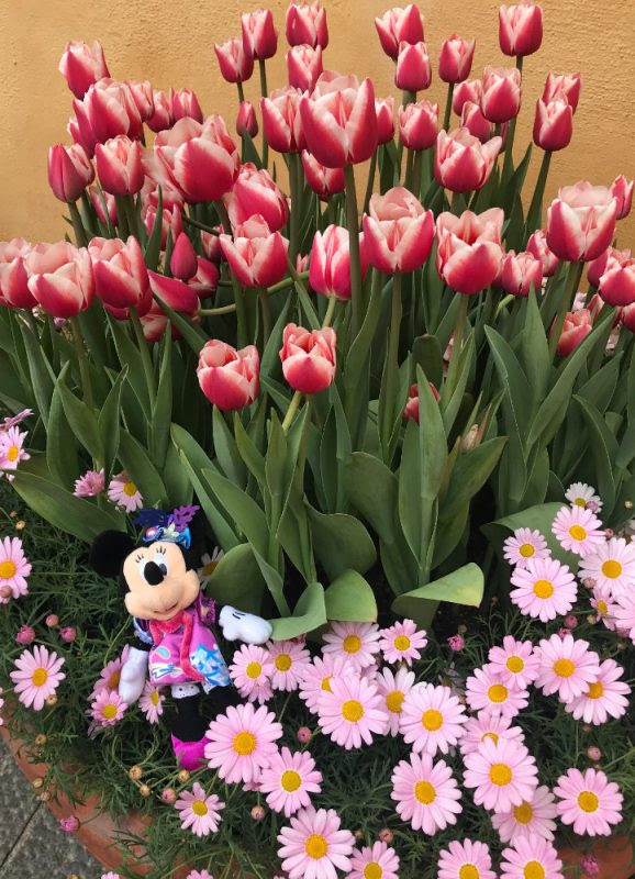 ディズニーシーで花を愛でるという贅沢 まったり派にもオススメの ディズニー イースター18 オタ女
