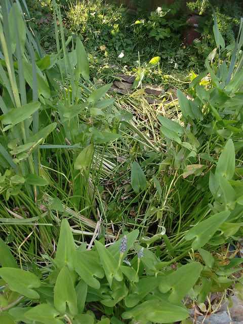 Dog Tromp Through Hyacinth