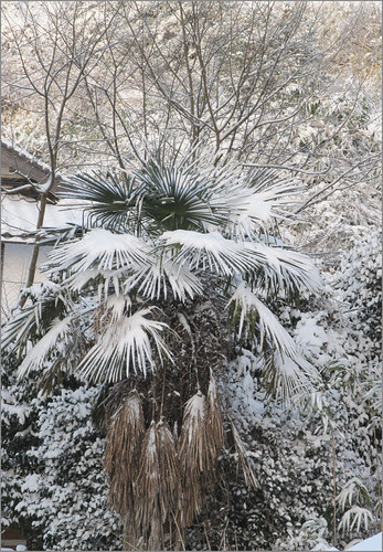 03 snow on palm tree