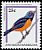 Antillean Euphonia Euphonia musica