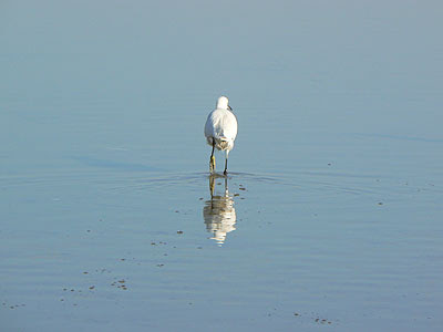baignade ....jpg