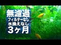 [最も欲しかった] アクアリウム フィルターなし 171990