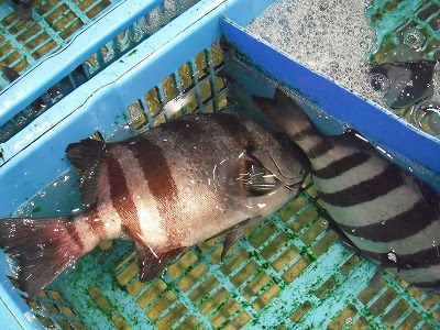 養殖の石鯛 イシダイ