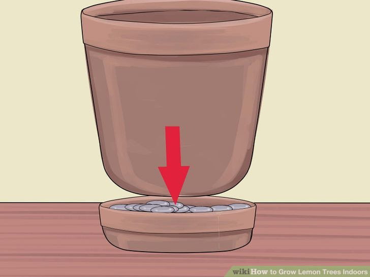 Grow Lemon Trees Indoors Step 5 Version 2.jpg