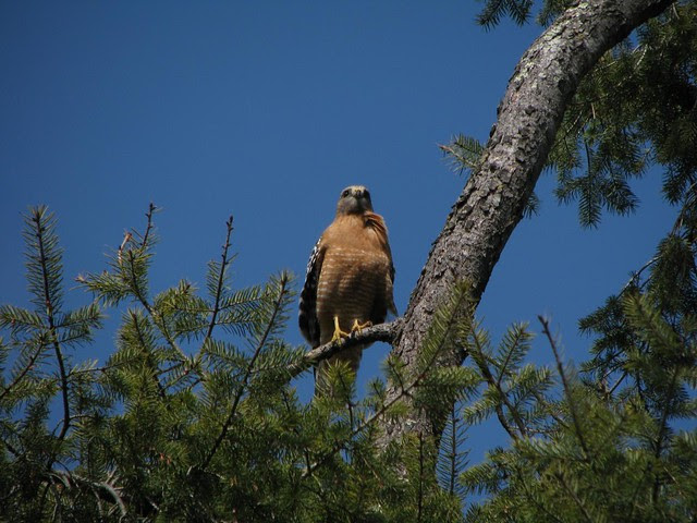 Red-shouldered Hawk