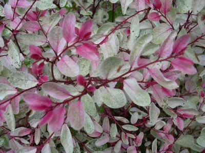 Breynia disticha