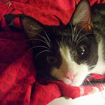 DEXTER W RED QUILT
