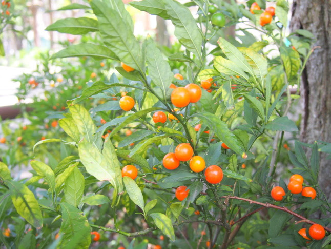 タマサンゴ花実散歩