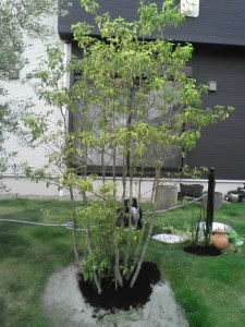 お庭のシンボルツリーに常緑樹を植えましょう 山梨で建物をよりすてきに生かした外周り