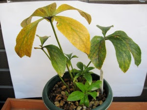 クリスマスローズの葉の黄変と病気のその後 12月 花と旅のあるくらし