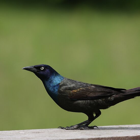 female common grackle. hairstyles common grackle