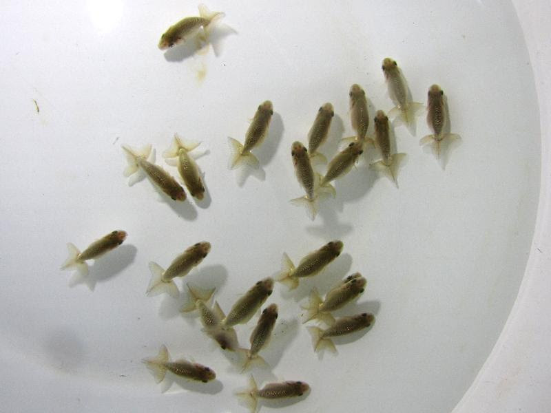 愛知 全国大会優等ブリーダー産 稚魚販売 金魚 らんちゅうのことなら金魚一道
