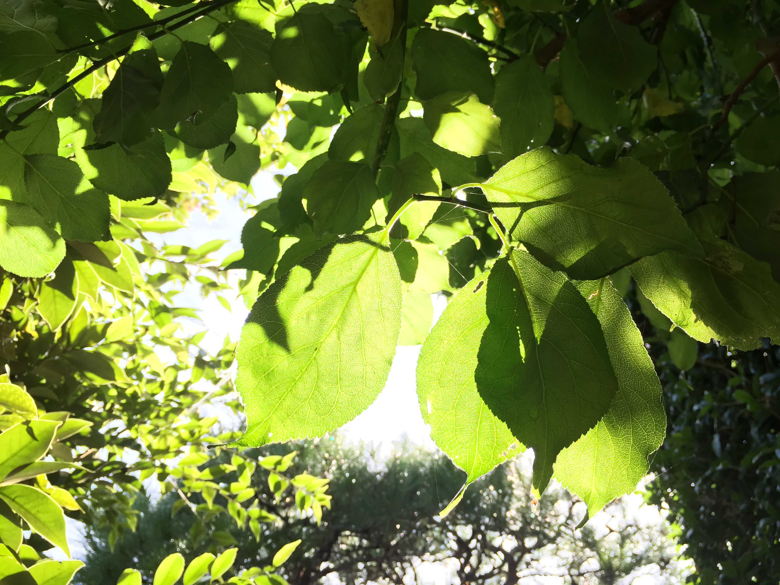 葉っぱの裏側は 光り輝く鮮やかなグリーン 夏の終わりの緑色 ムラウチドットコム社長 村内伸弘のブログが好き