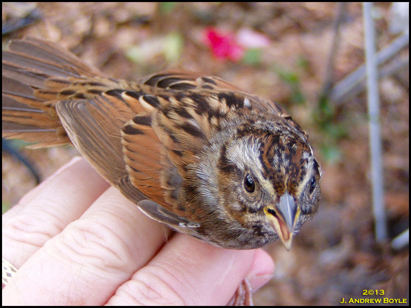 Swamp Sparrow