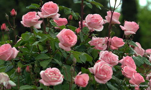 Jardines de Aranjuez: patos, rosas y otras flores
