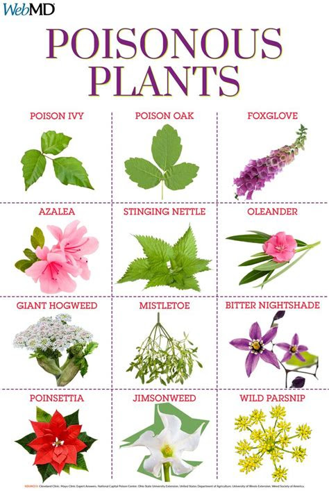 Poisonous plants sometimes resemble edible plants, and they frequently grow side by side. Pin on WebMD Tips and Special Reports