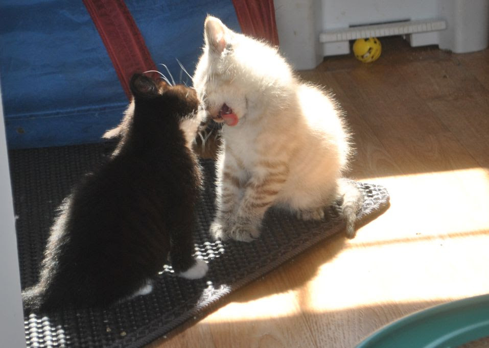 small black and white kitten licks brother's face while he tries to lick his own face