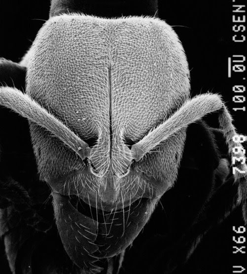 Canoscan Parallel Driver Project