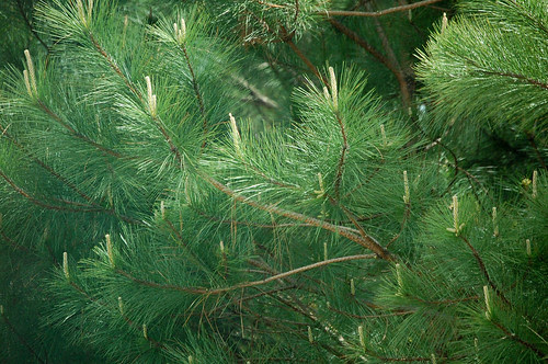 Pine Pollen