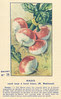 legume71 radis