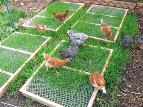 You can grow and protect grass in your chicken yard for them to graze 