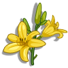 Daylilies