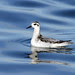 Grey Phalarope 