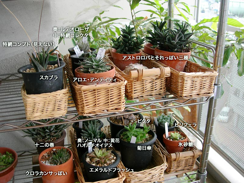 ハオルチアの夏 07 2 緑町のウェブ屋 多肉植物と球根 着生植物のベランダガーデン 跡地