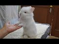 画像 ライオン ヘッド うさぎ 176874-うさぎ ライオン ヘッド 販売
