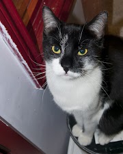 Beautiful Tuxedo Cats Top!