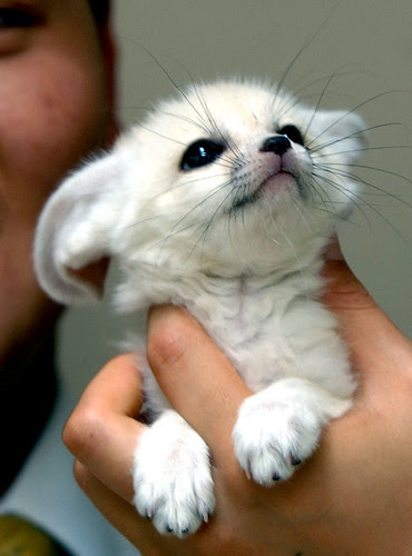 cute puppy cute bunny cute rabbit