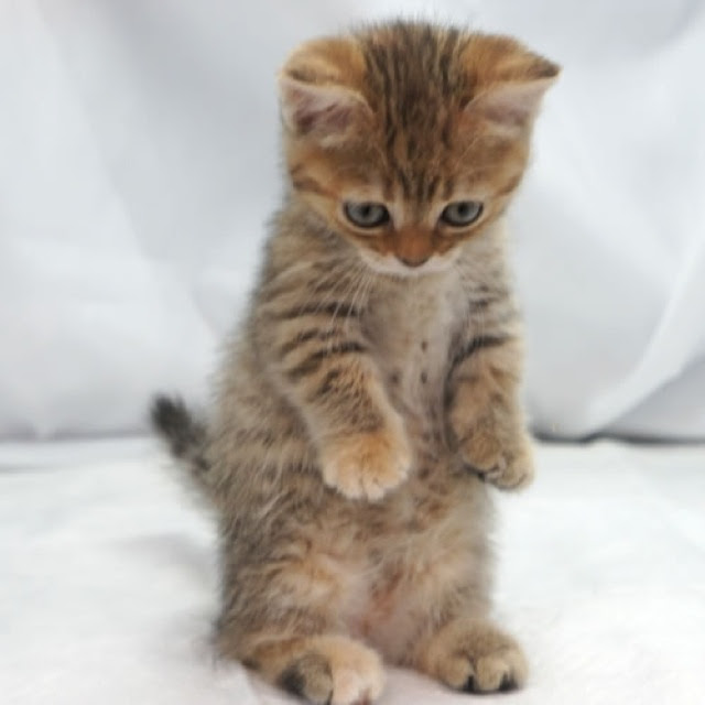 癒される 子猫マンチカンの高画質な画像まとめ 写真まとめサイト Pictas