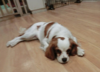 Dog Heart