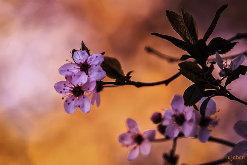 Spring flowers... by lujaban