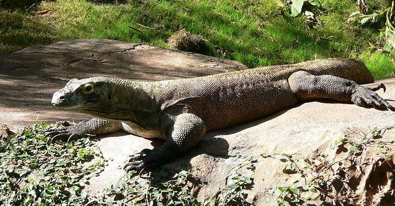 Contoh Hewan Vertebrata Yang Tidak Termasuk Mamalia 