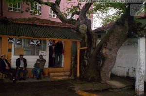 Gran plátano en el barrio de Maltepe (fuente: agaclar.net)