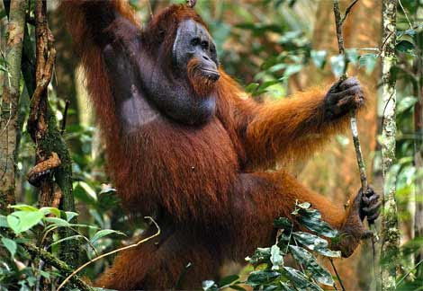 Saat tengah bergelantungan di pucuk pohon tinggi terkadang orangutan tersengat lebah hutan. Dalam kondisi darurat, orangutan mengunyah tanaman pandan hutan, lalu menempelkan kunyahan daun pandan ke bekas gigitan lebah hutan.