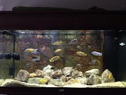 Ide Terbaru African Cichlids Fish Tanks Aquariums, Inspirasi Keramik Terbaru!