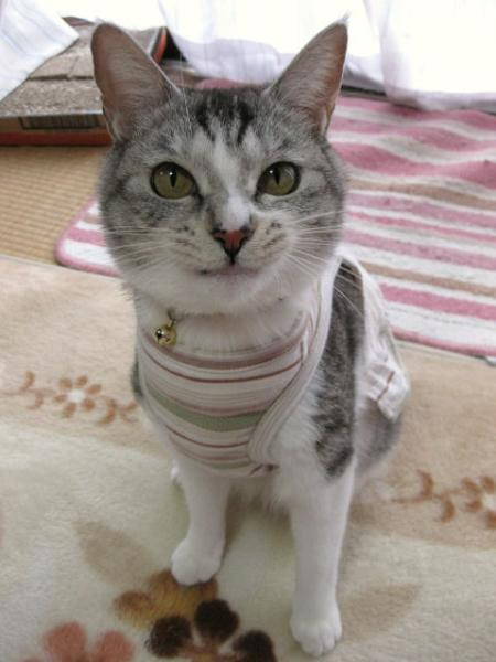 猫服作ってみましょう るる れお家
