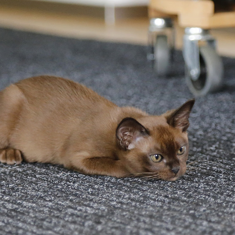 バーミーズはどんな猫？性格、特徴は？｜猫の総合情報サイト ペット 