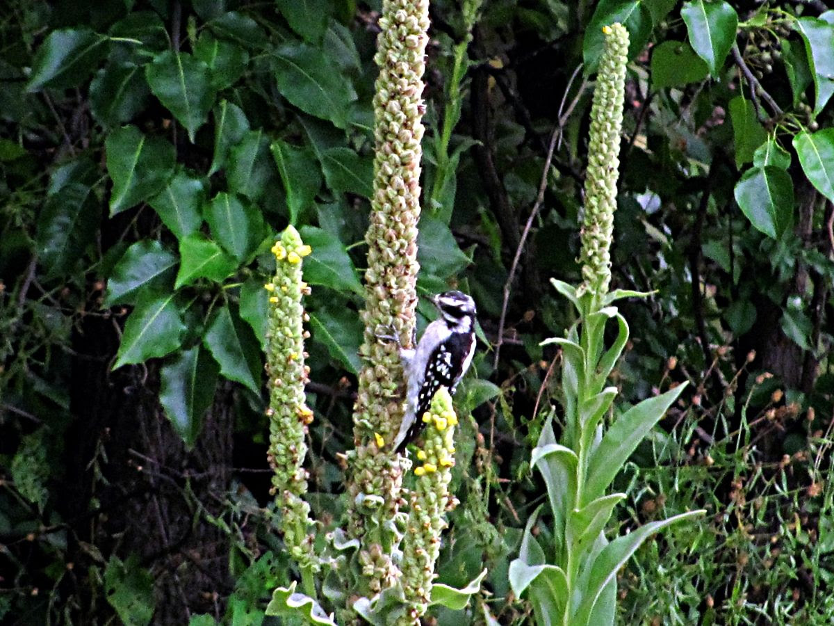 Woodpecker 1 photo IMG_8918a_zps955790e7.jpg