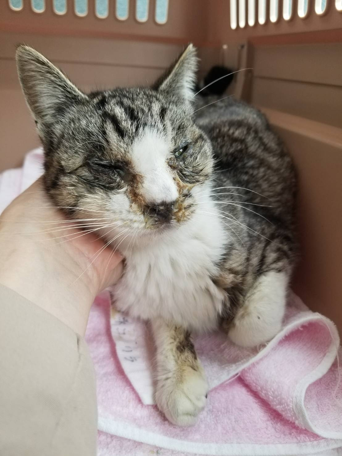 痩せ細った猫 ももいろねこ