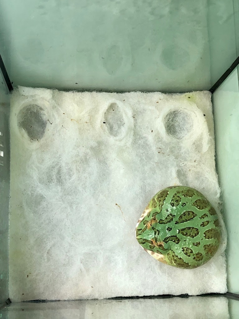ツノガエルを飼ってみよう 熱帯魚 アクアリウム情報マガジン