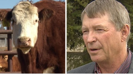 bob lowe cattle beef 