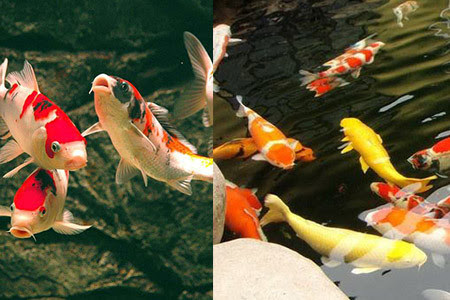 家居風水魚錦鯉的養殖技巧知道這三大禁忌的魚友可不多 Ifuun