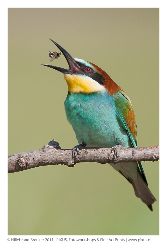 500px favs, rg443