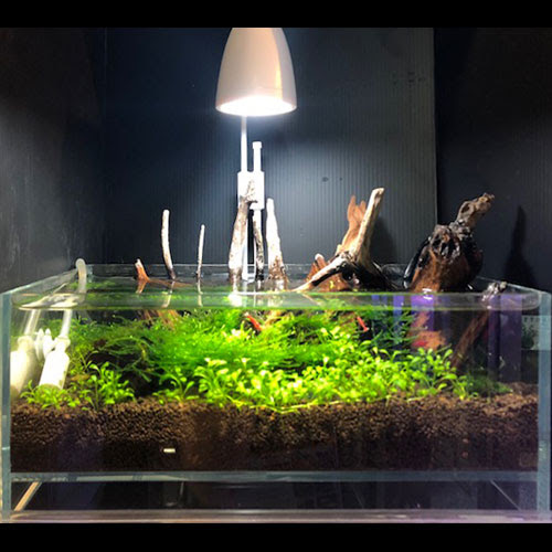 レイアウト水槽参考データ 熱帯魚ショップパウパウアクアガーデン
